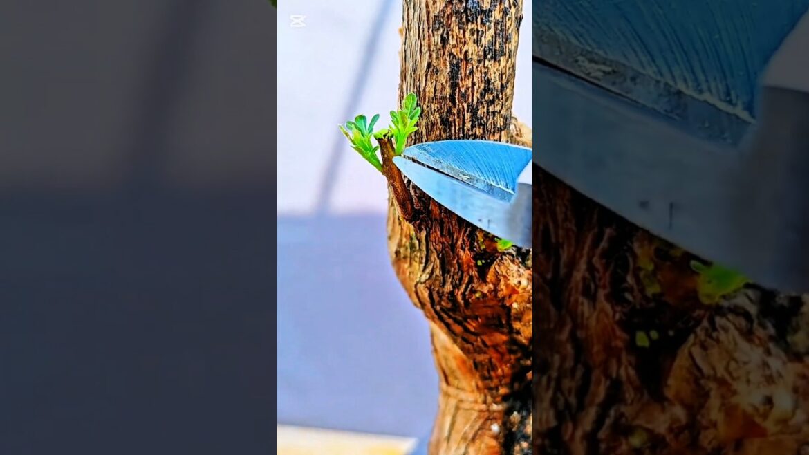 bonsai #bonsai #winatabonsai #bonsaigarden #warubonsai #gardendesign #gardening #caraperawatanbonsai