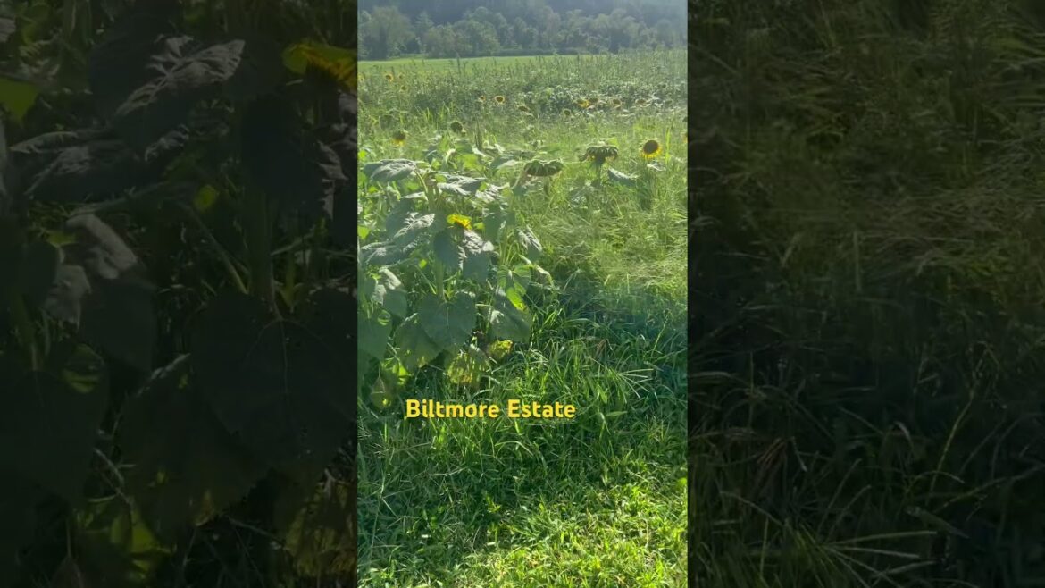 Why are they turned away? #sunflowers #biltmore