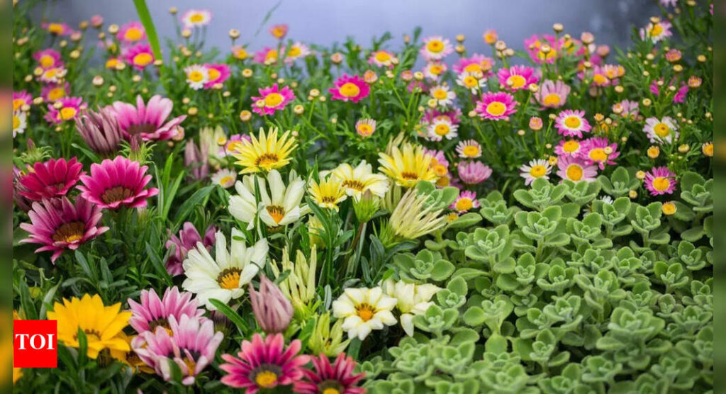 Monsoon gardening essentials for healthy plants this rainy season |