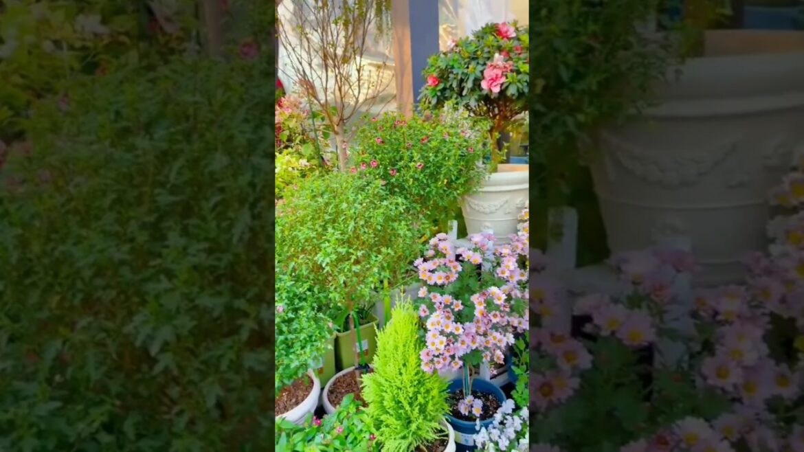5 plants must be at home..🪴🌿 #plantslover  #nature #shortsvideo #photography #plantkingdom