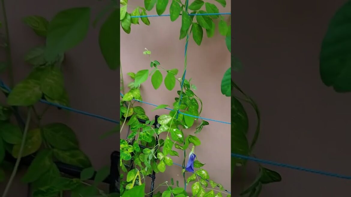 aprajita #flowers#viral #shorts #trending #garden #flowergarden #nature #beautiful aprajita #flowers#viral #shorts #trending #garden #flowergarden #nature #beautiful