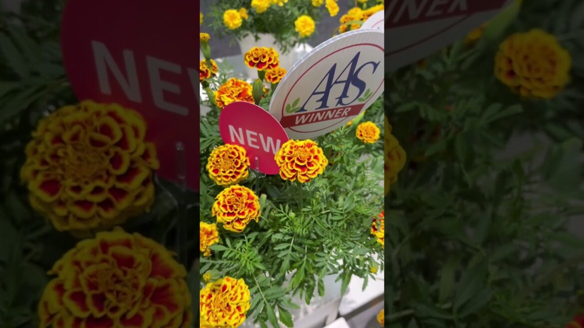 Mango Tango ~ the only marigold you’ll need to make an impressive garden statement! #aaswinner