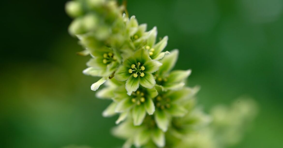 From colorful to complicated, here are 18 wildflowers to look for on your next hike in Southcentral Alaska – Anchorage Daily News