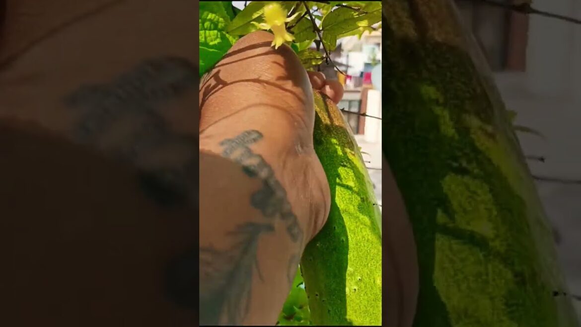 my Home Garden cucumber.#homegardening #homevlogs #gardenplants #gardeningtips #gardendesign #birds