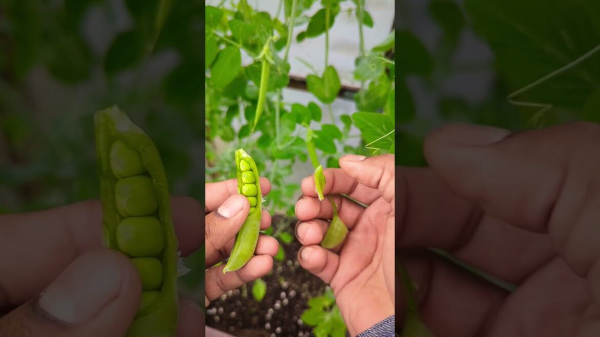 Sugar Snap Peas 🫛 Harvesting Tips for Beginners | Growing in Greenhouse | #gardening #peas #garden