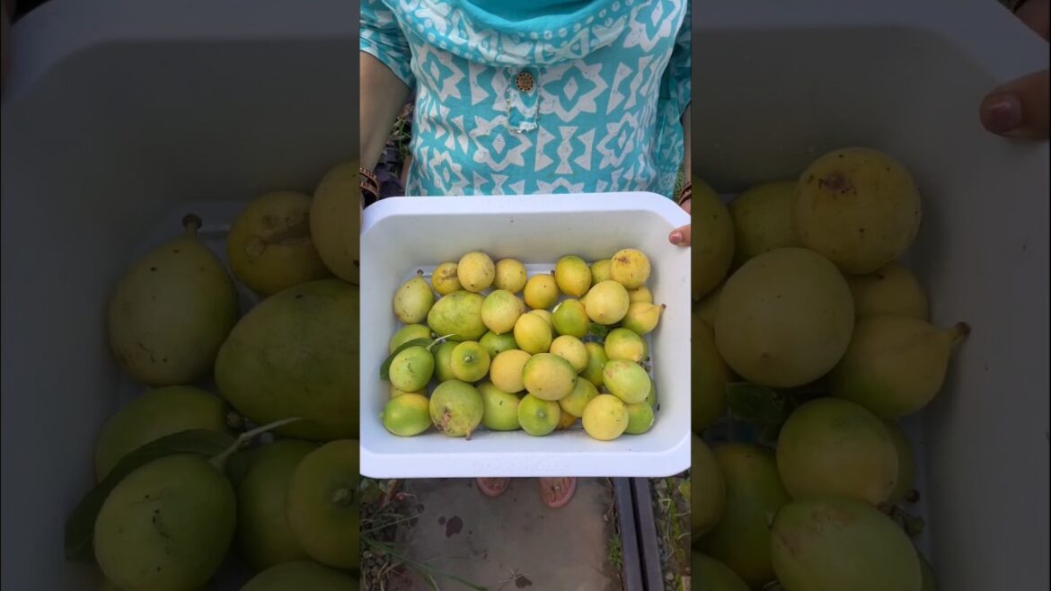 Lemon harvesting from my backyard garden | So Fresh & Juicy #shorts #organic #viralshort #homegrown