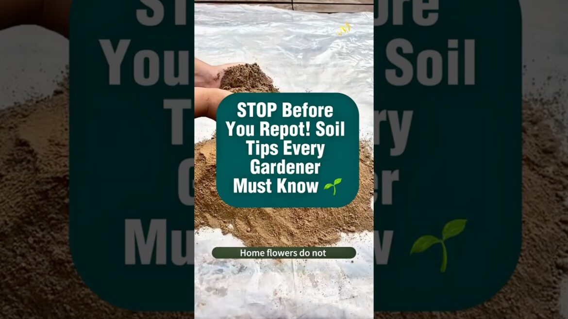 STOP Before You Repot! Soil Tips Every Gardener Must Know 🌱