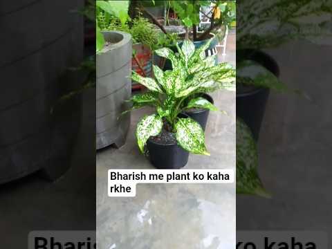 Barish me plant ko kaise save kre #gardening #viralvideo #hibiscus #gardenflowers #digitalgardening Barish me plant ko kaise save kre #gardening #viralvideo #hibiscus #gardenflowers #digitalgardening
