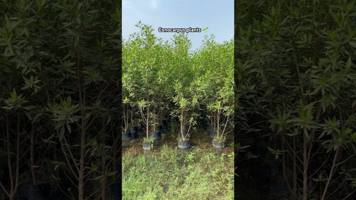Conocarpus plants 🌱 available@WorldPlantation.nursery #nursery #garden #gardendesign #supply