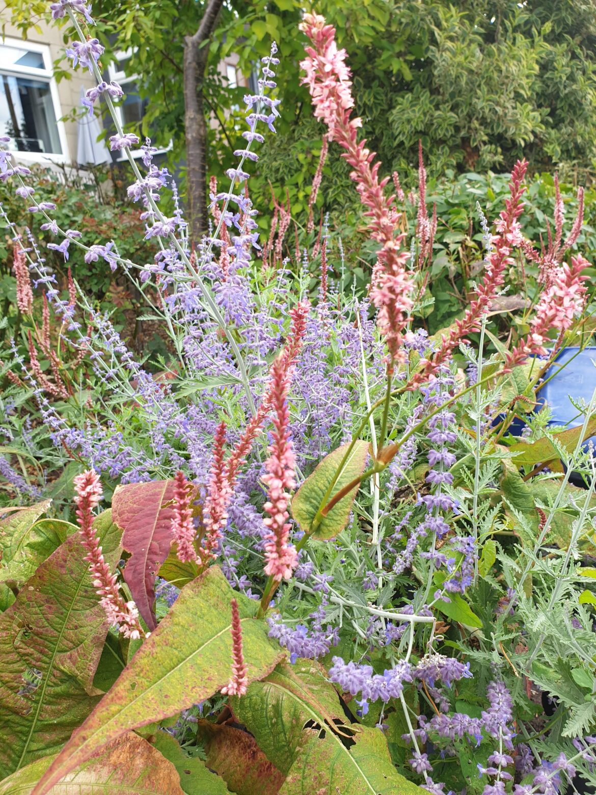 Persicaria amplexicaulis 'Rosea' and Perovskia 'Blue Spire' Combo