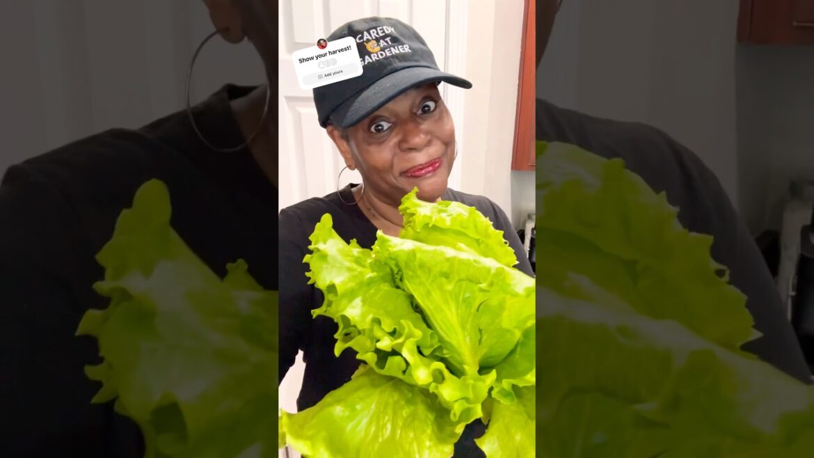 Heatwave Harvest: My Small Container Garden DEFIED 100 DEGREE HEAT!