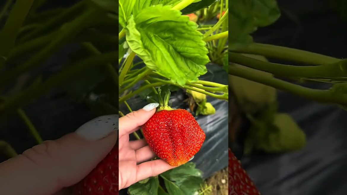 Giant Strawberries! ππ± Epic Harvest of Sweet & Juicy Berries | Farm Fresh Goodness Giant Strawberries! ππ± Epic Harvest of Sweet & Juicy Berries | Farm Fresh Goodness