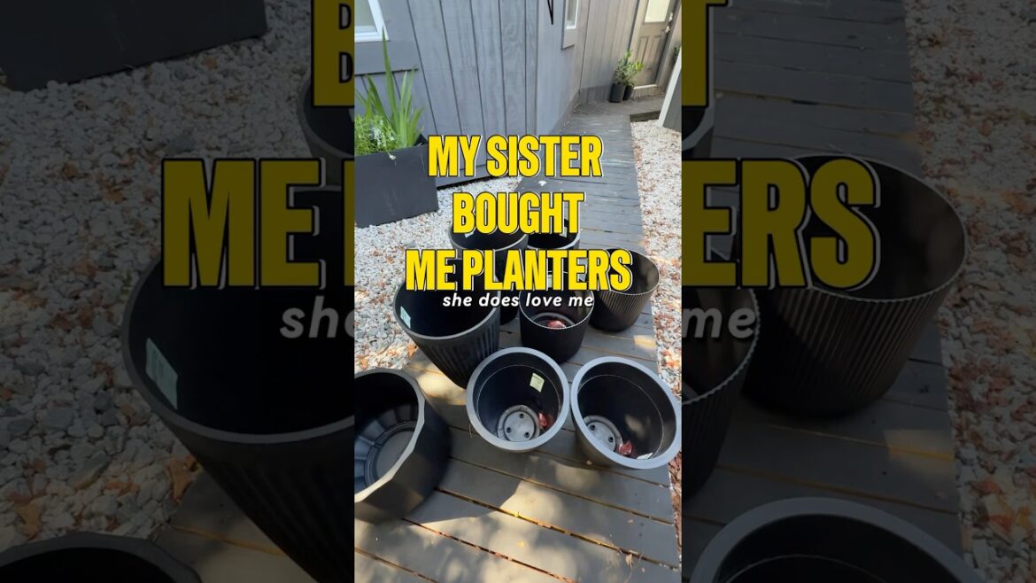What should I plant in them?! #gardenplant #planters #containergarden #containergardening #gardentip What should I plant in them?! #gardenplant #planters #containergarden #containergardening #gardentip