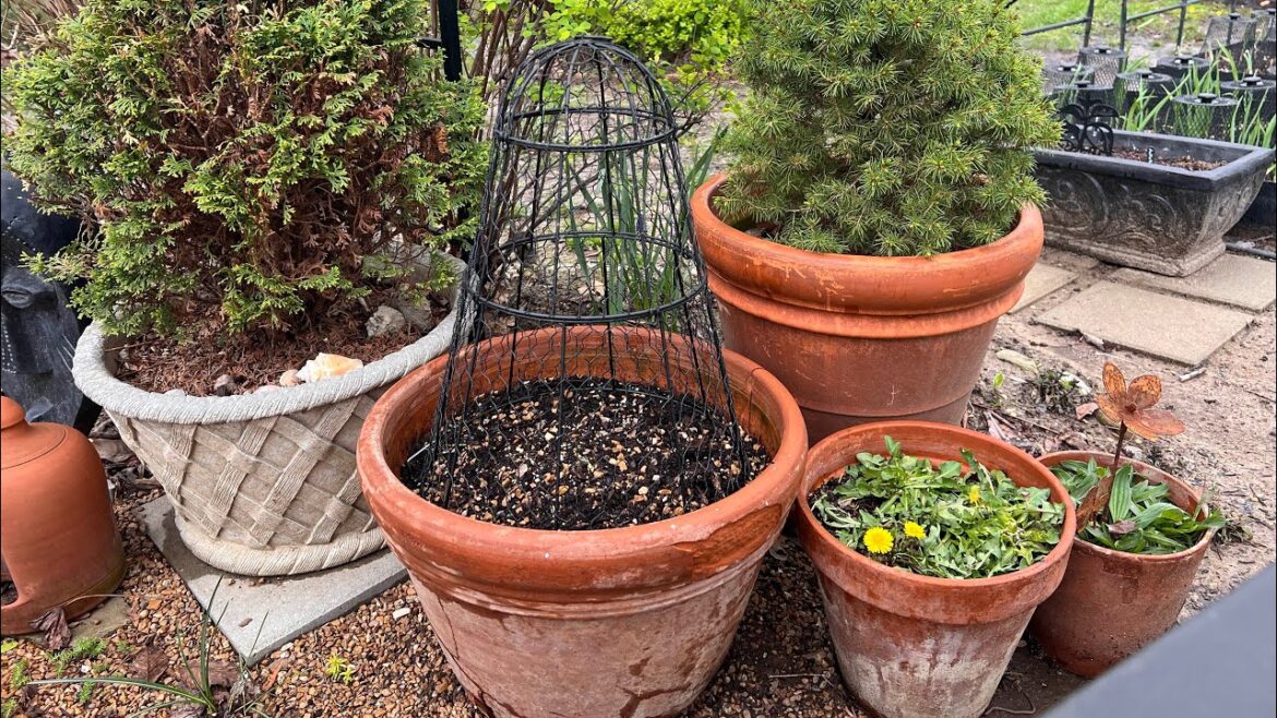 Easiest Pest Protection in the Garden!๐ฆ ๐ Chicken Mesh Cloches! Unboxing ๐ฆ Easiest Pest Protection in the Garden!๐ฆ ๐ Chicken Mesh Cloches! Unboxing ๐ฆ