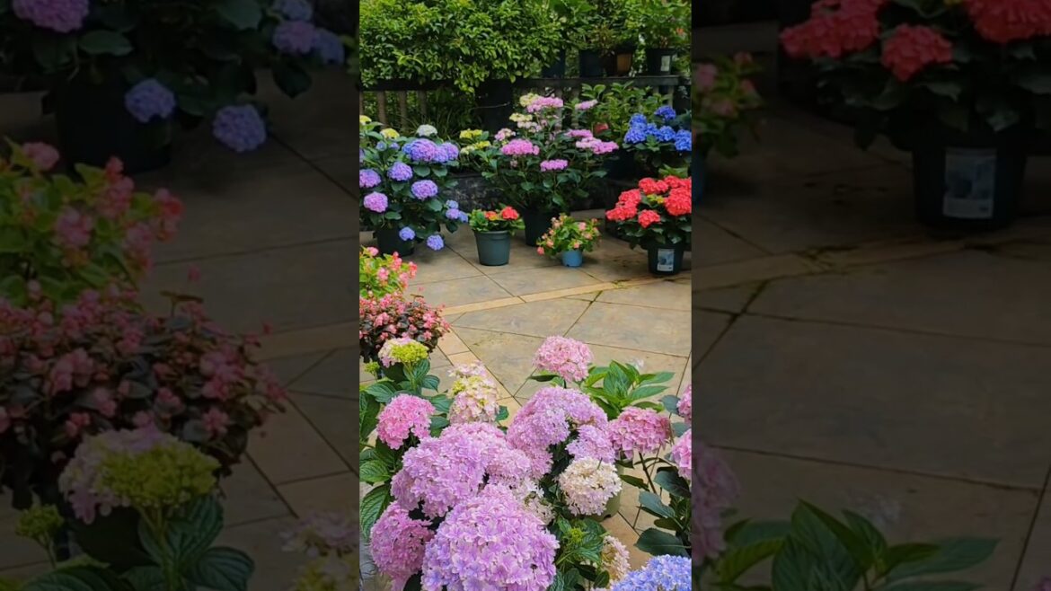 Garden Goals 🌴🌸#gardening #flower #naturephotography #oasis #asmr