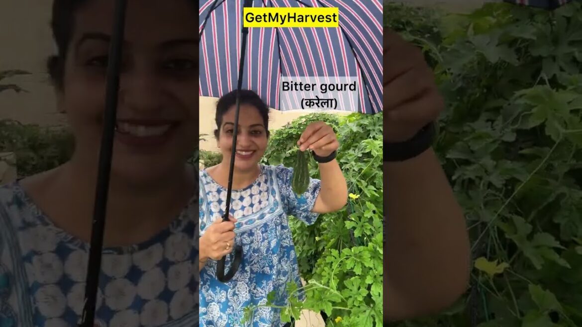 Harvesting on a Rainy Day☔ | Mere Healthy Plants Ka Secret🤐