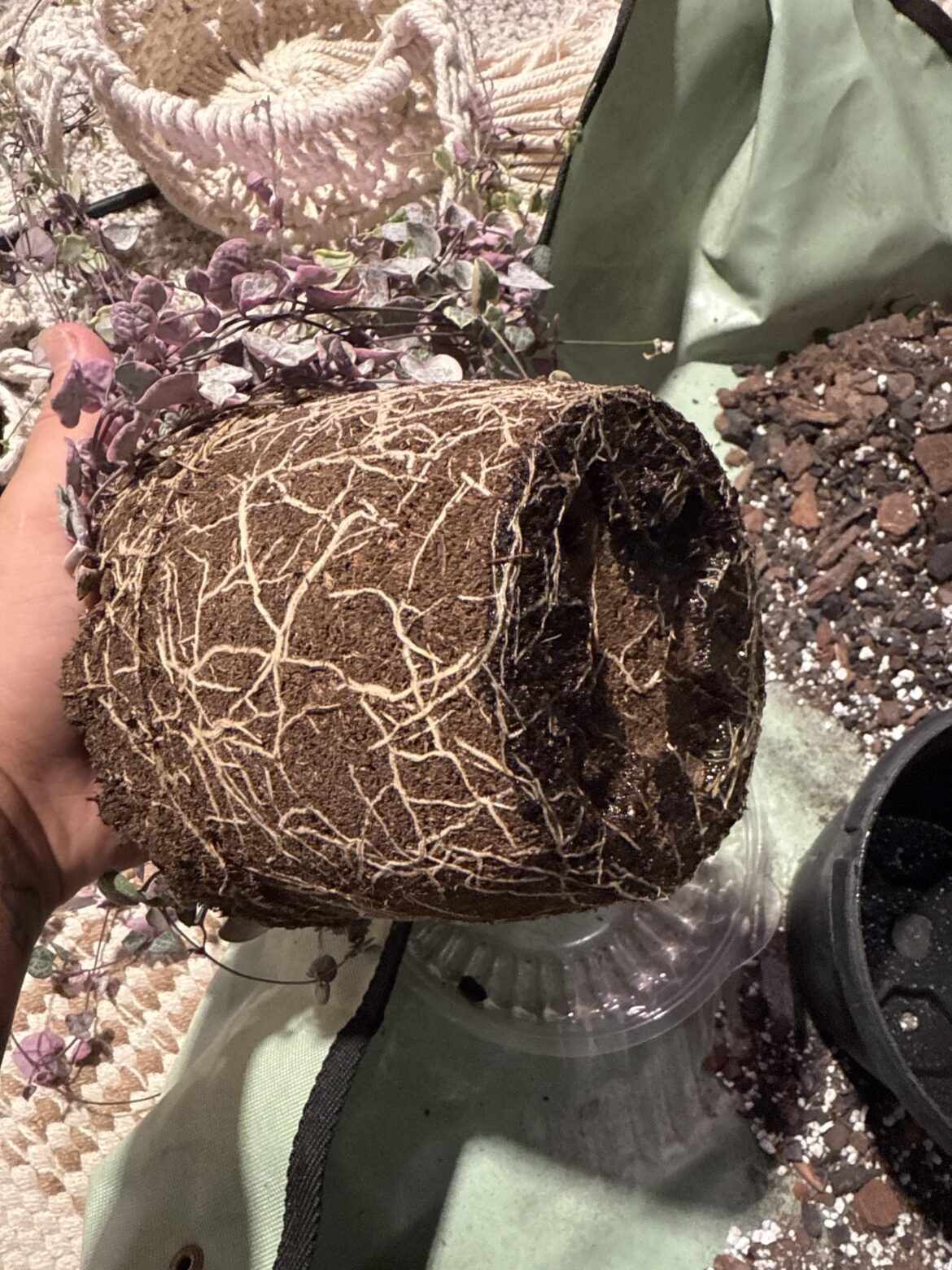 Do I repot?