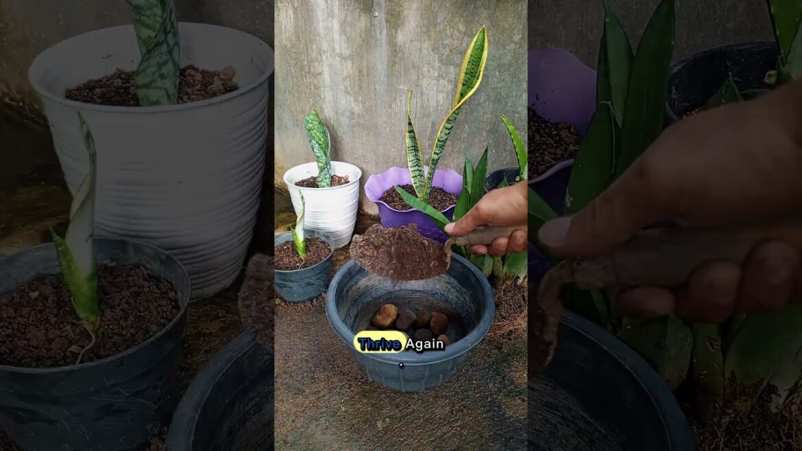 Replanting snake plant🪴 #propagationplant #snakeplant #homegardening Replanting snake plant🪴 #propagationplant #snakeplant #homegardening