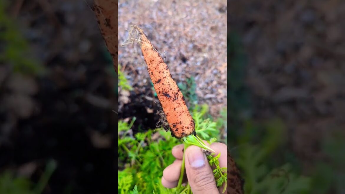 Harvesting Carrots for my pet piggy 🐷🐖🥕😁  #carrot #gardening #viral #shorts