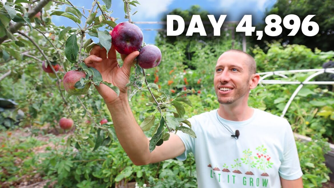 I planted a food forest garden 13 years ago, here it is today.