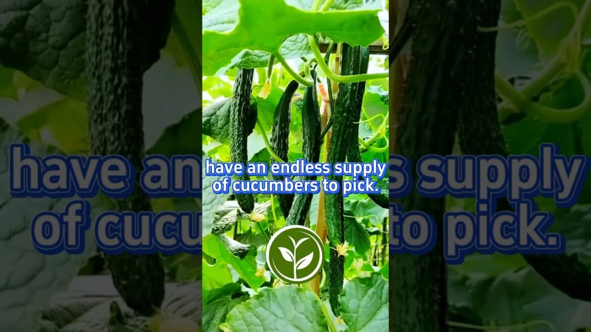 Have an endless supply of cucumbers to pick. #viralvideo #vegetables #shortvideo #gardening #shorts Have an endless supply of cucumbers to pick. #viralvideo #vegetables #shortvideo #gardening #shorts