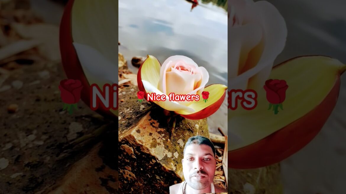#flowers #fruit #beauti #nature #trending #shortfeed #shorts