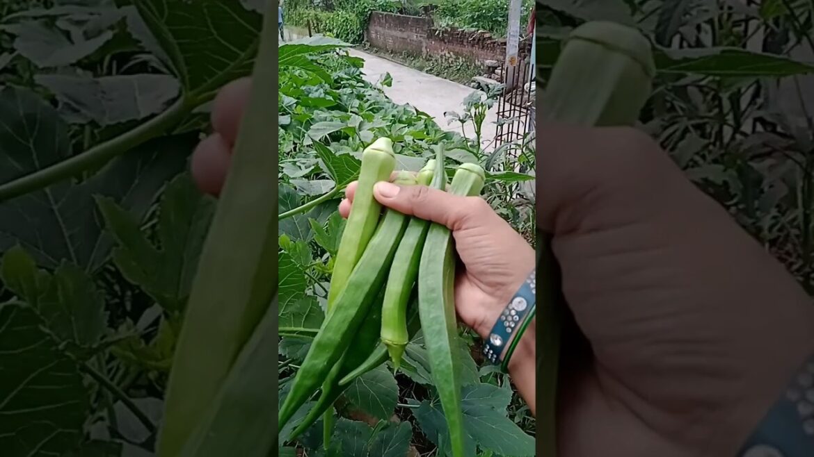 Vegitables Harvesting#0029 #parkritisday #trending #farming #harvest#vegetables#shorts#short#food