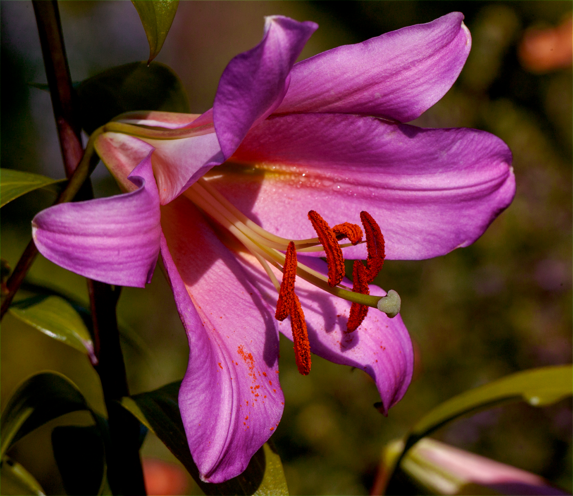 💜Purple / magenta OT hybrid lily💜[OC]