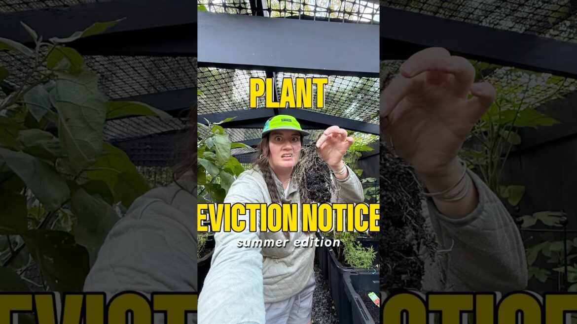 These dead plants are getting kicked out! #gardening #gardencleanup #summergarden #containergarden These dead plants are getting kicked out! #gardening #gardencleanup #summergarden #containergarden