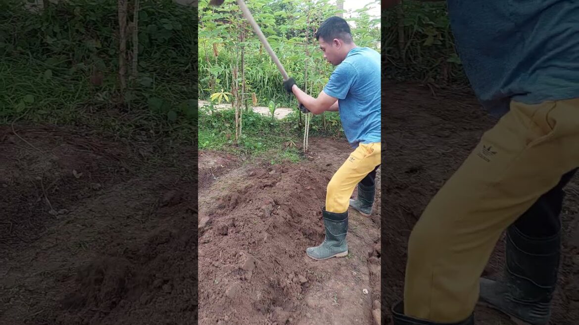 Garden Plotting #garden #gardening #gardendesign