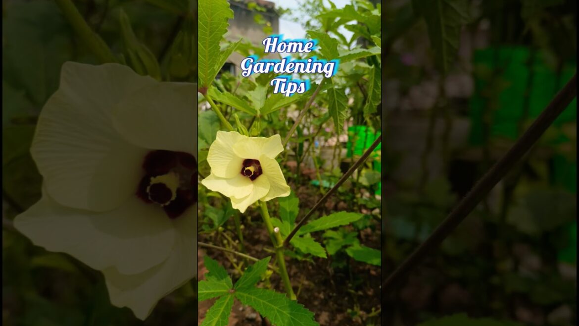 monsoon vegetable gardening #homegardeningideas #greenlifegarden #monsoongardeningtips