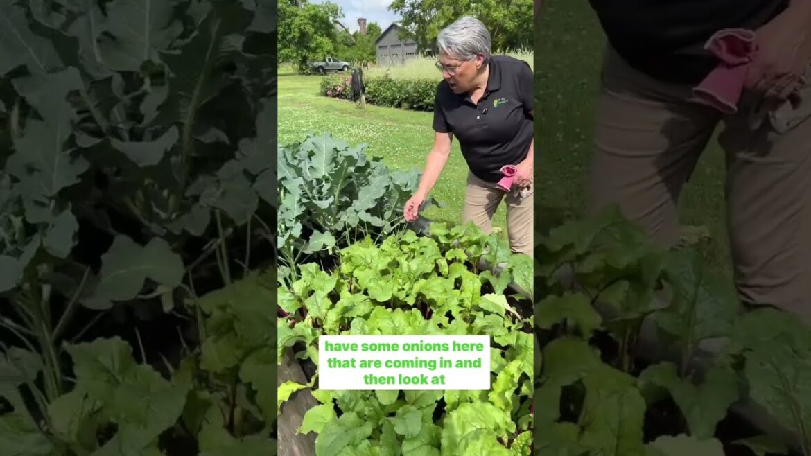 Growing and teaching how to grow beautiful cut flowers is my biz—-but we like to eat from our garden Growing and teaching how to grow beautiful cut flowers is my biz—-but we like to eat from our garden