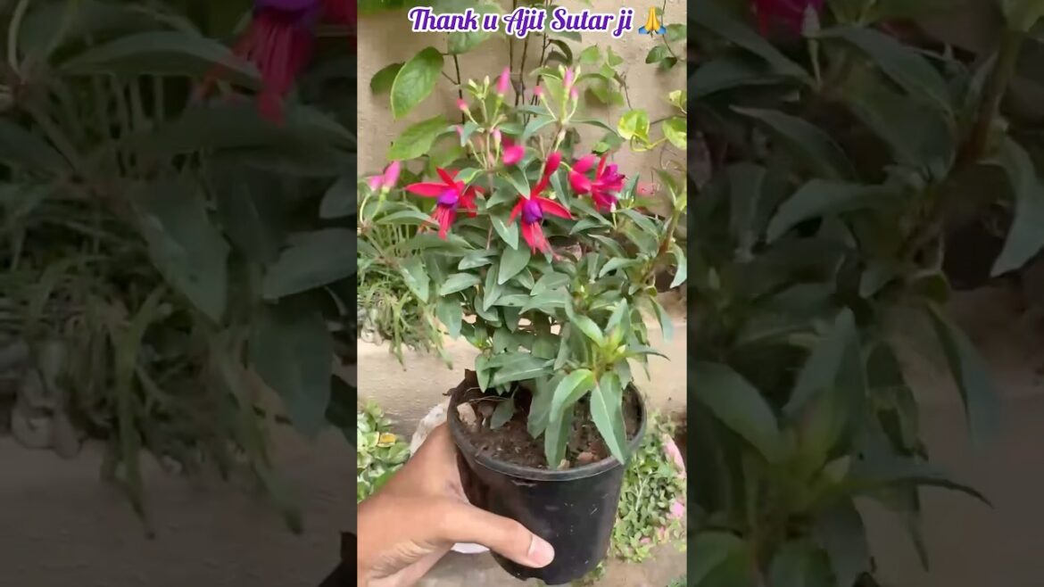 Finally #fushia ka plant mil hi gaya ЁЯТГЁЯТГ #gardening #gardendesign #gardenideas Finally #fushia ka plant mil hi gaya ЁЯТГЁЯТГ #gardening #gardendesign #gardenideas