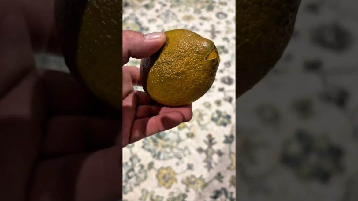 Australia’s Sweetest Orange? 🍊 Meet the Aussie Grown Dolci Navel!