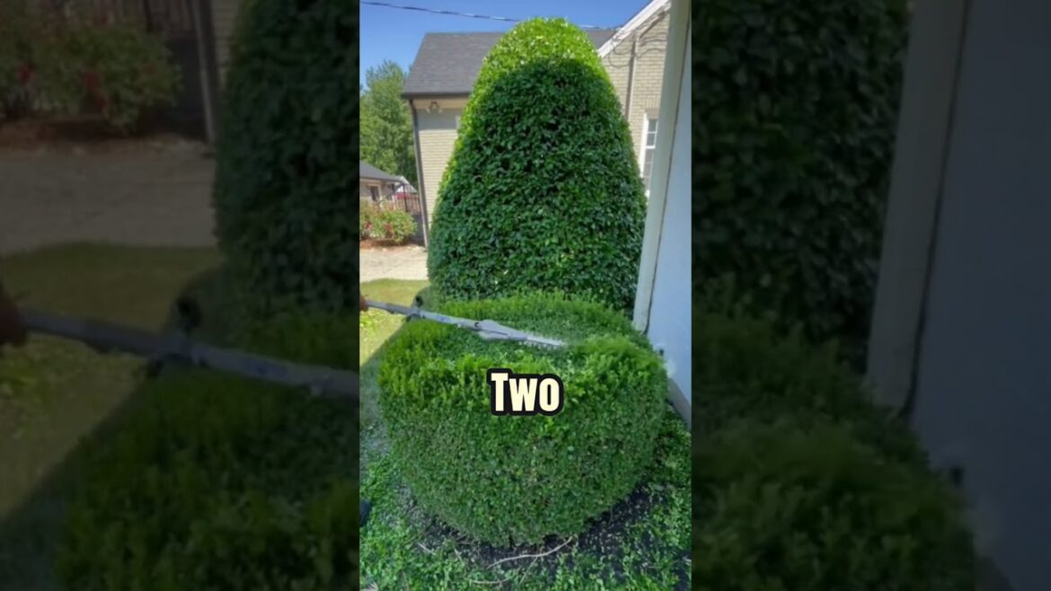 Unbelievable Grass Trimming Tips