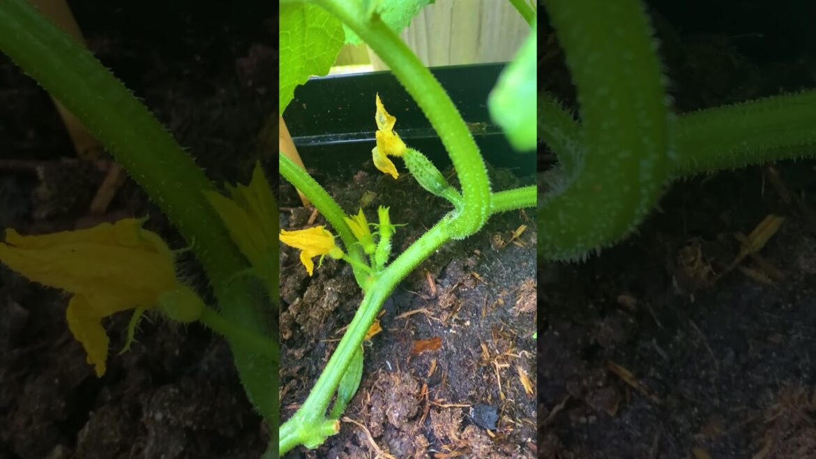 Tiny pot, tons of cucumbers – container garden magic!! 🥒🌱 #garden #gardening #cucumber #growyourown