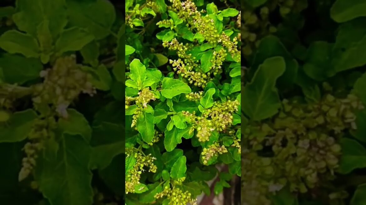 #gardening #garden #nature #tulsiplant #flowers #plants #tulsi #terracegardenindia #gardendesign