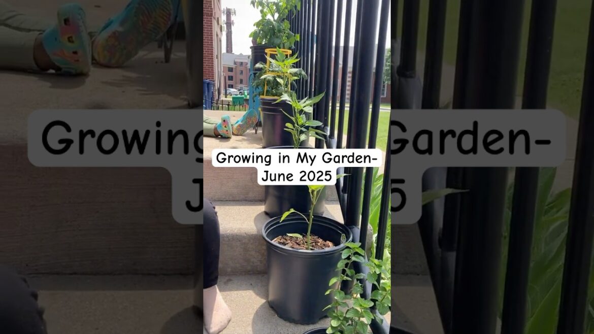 Whats Growing in My Garden Tour 🫑🍅🥬 (June 2025) #shorts #gardentour