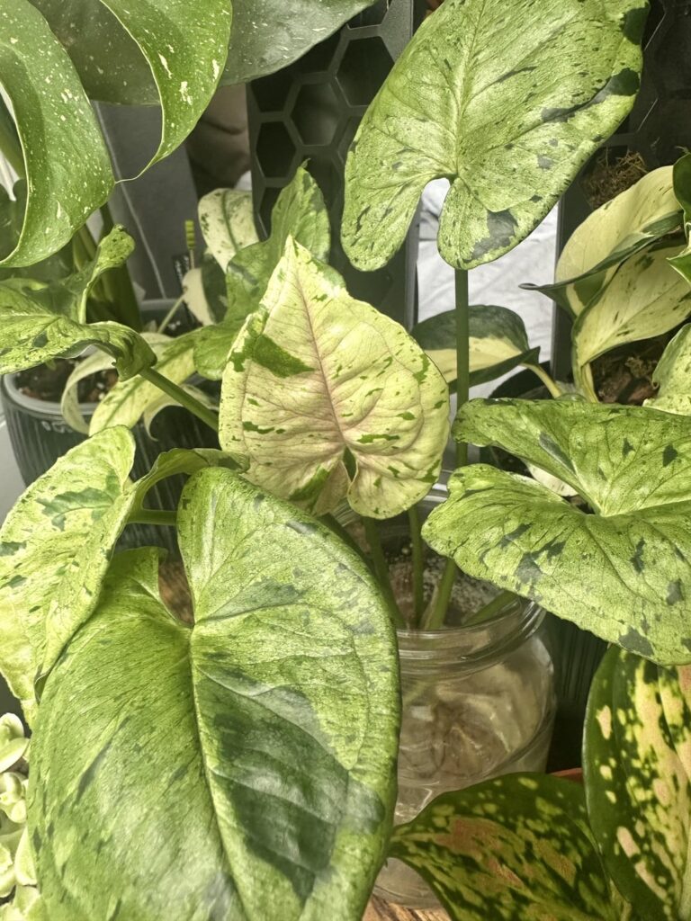 Syngonium - help