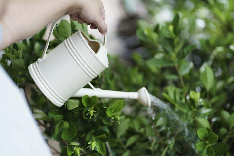 Man watering plants in his garden. Urban gardening watering fresh vegetables nature and plants care concept