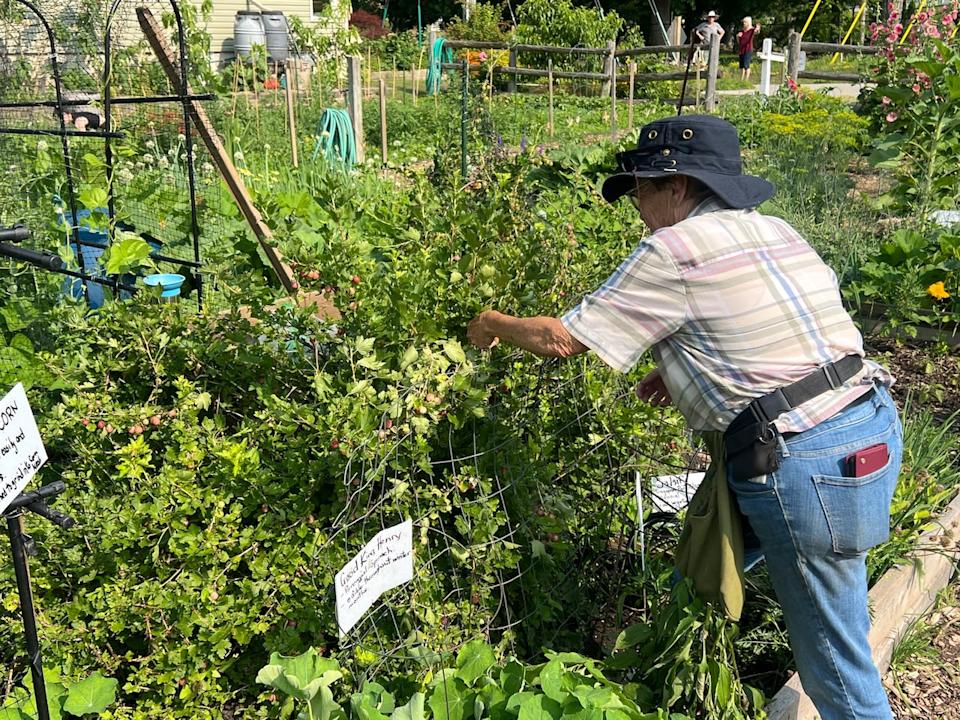 Anne Marie Allen tends to her garden, full of veggies that were once grown during the depression era.