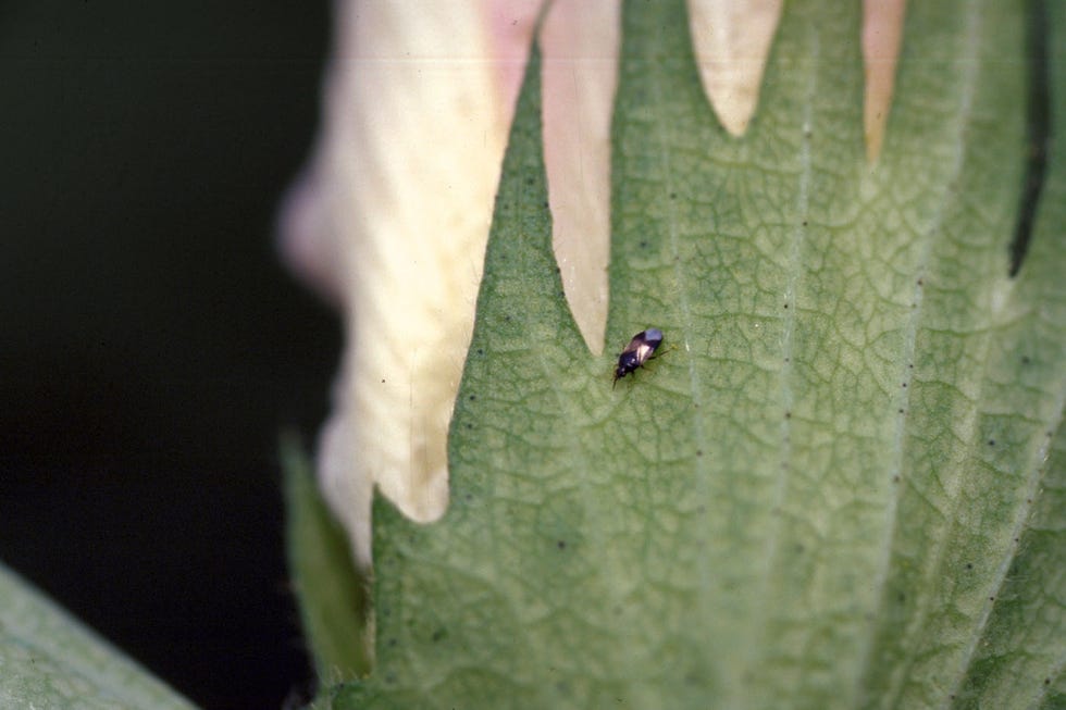 beneficial bugs minute pirate bug