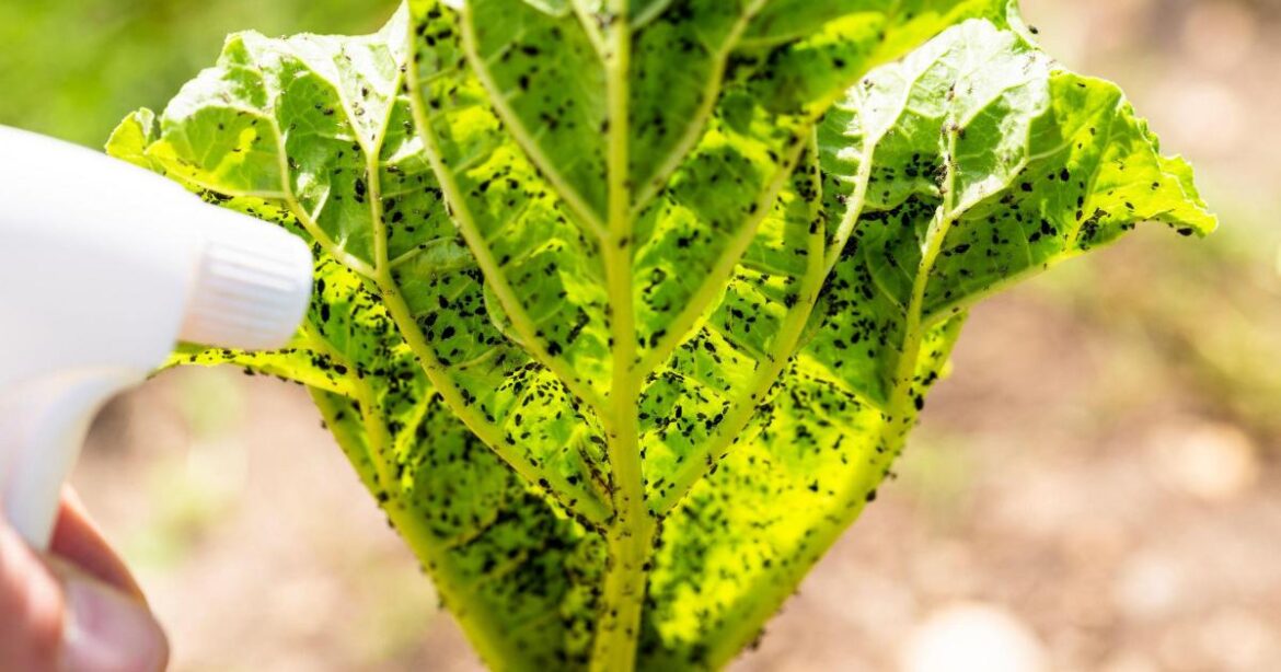 Aphids are driving me mad – we must be quick to act Aphids are driving me mad - we must be quick to act