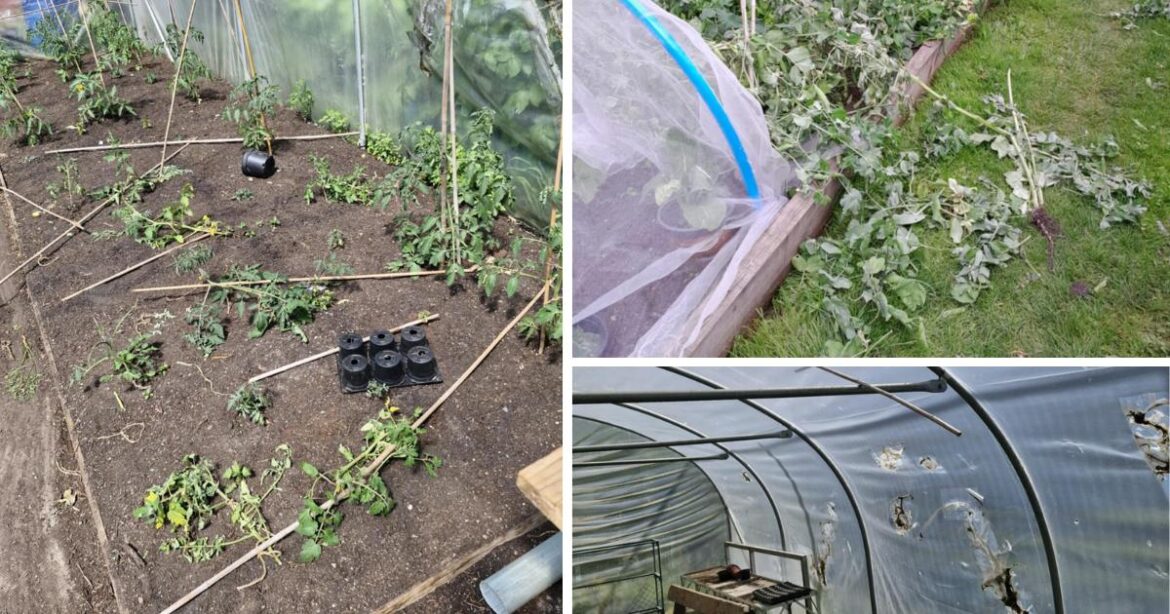 Innerleithen: St Ronan's edible garden upgrades on hold amid vandalism