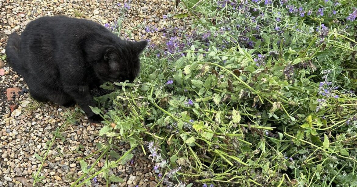 School is out for summer at Norfolk School of Gardening School is out for summer at Norfolk School of Gardening