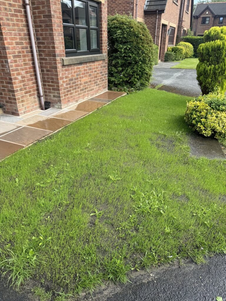 What’s the best way to deal with weeds on newly seeded grass? What’s the best way to deal with weeds on newly seeded grass?