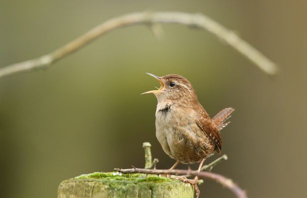 Wren
