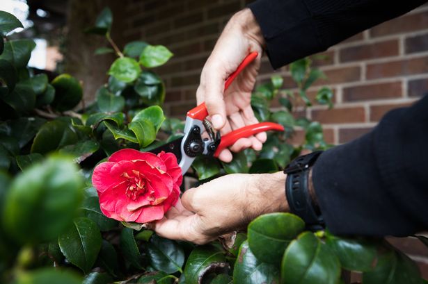 Camellia japonica, known as common camellia or Japanese camellia