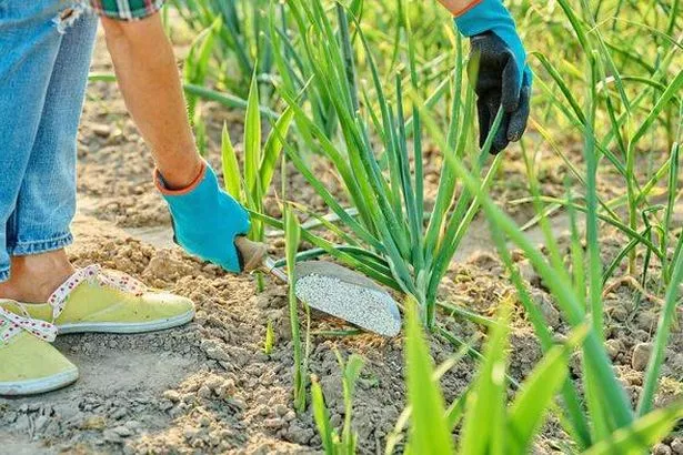 Close up of mineral fertilizers in hands, fertilizing onion plants