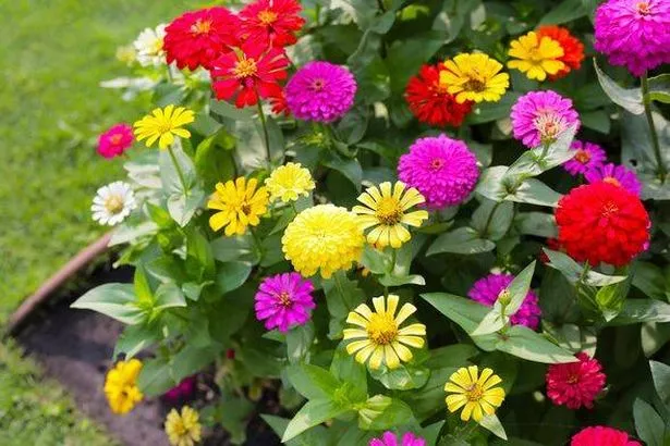 Colourful zinnias in full bloom